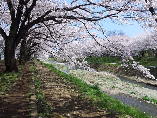 桜満開！（一昨日だけどね）