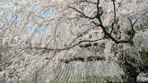 （淡彩）さくら