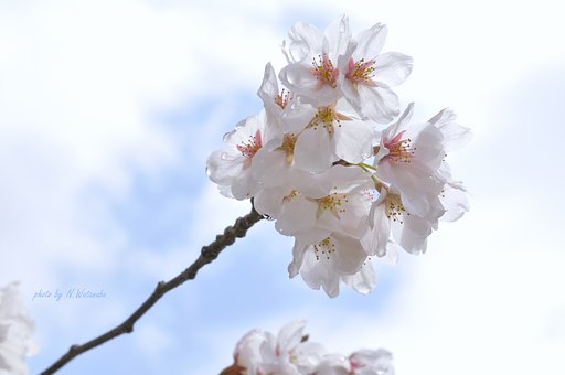 Sakura