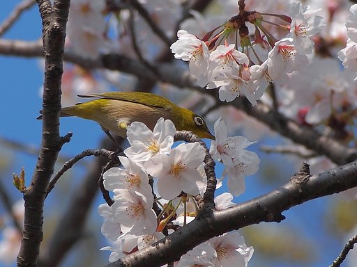 桜と青空の下