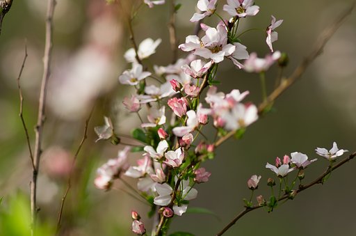 ピンクのユキヤナギが開花しました。