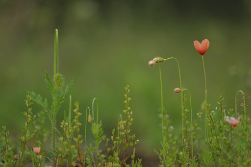 【淡彩】　春の野