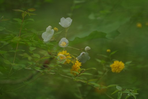 【淡彩】　樹林の中で…