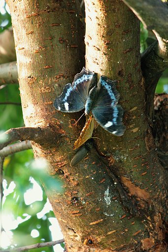 ルリタテハの三角関係