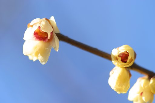 蒼穹に咲く