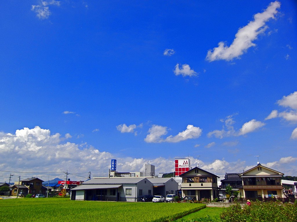 夏去らず