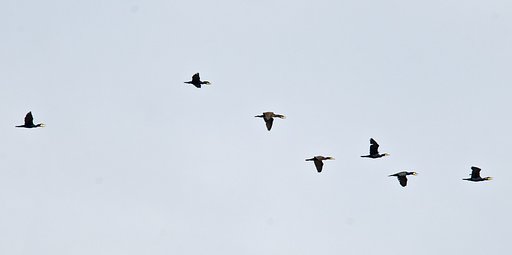 カワウ戦隊