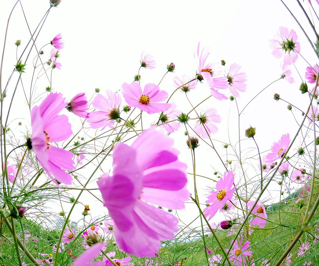 秋桜その後