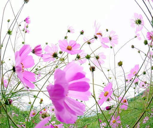 秋桜その後