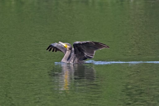 バンザイ・カワウ