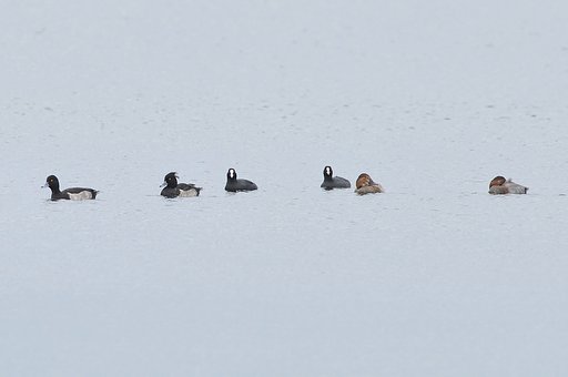 冬の鳥がやって来ました