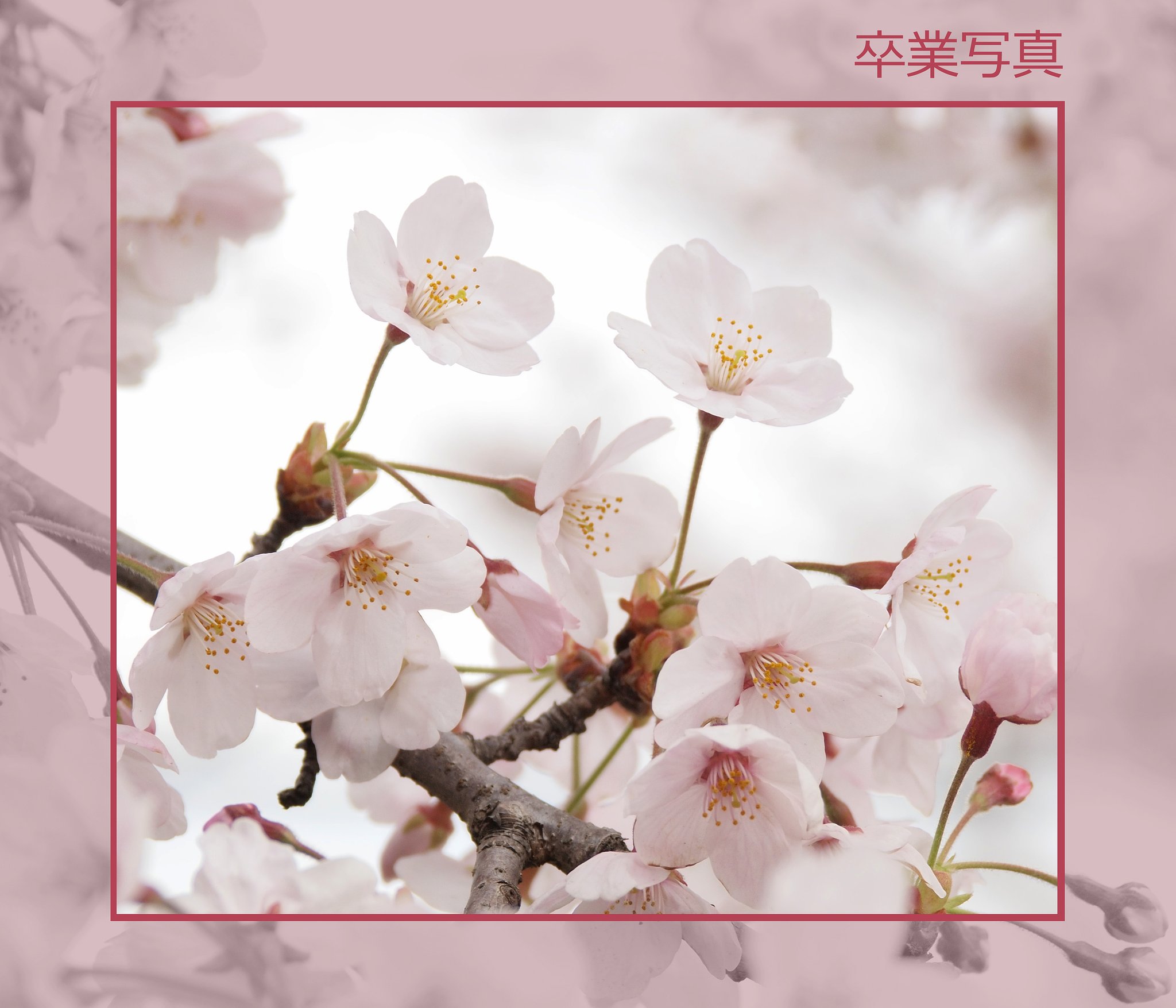 【この一曲】卒業写真