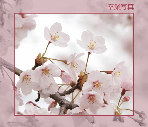【この一曲】卒業写真