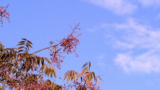 【空】楷の木