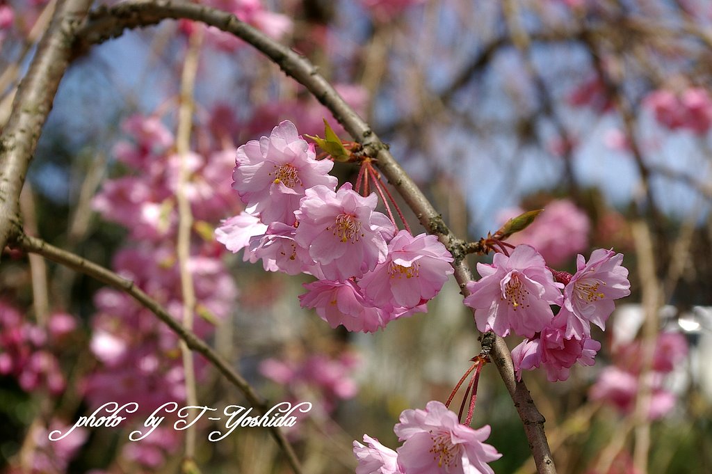 小石原の桜
