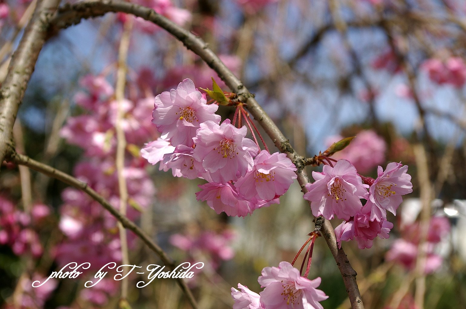 小石原の桜
