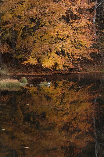御射鹿池の紅葉