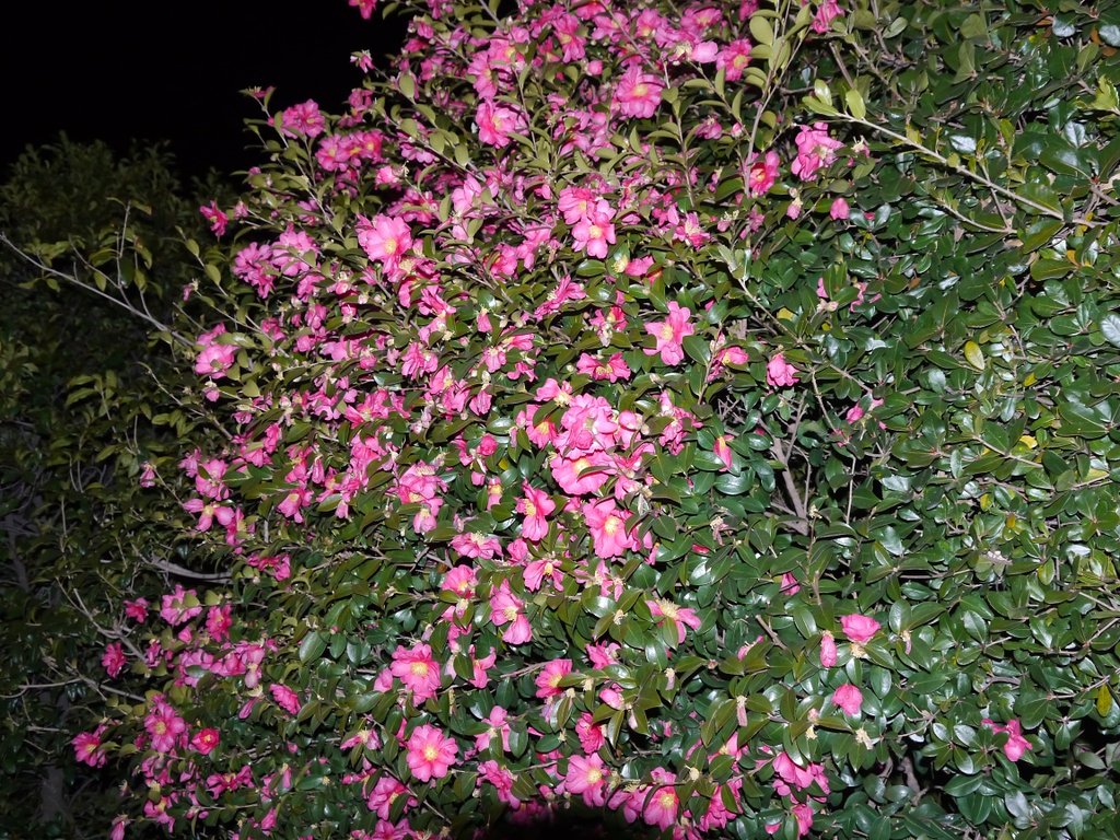 花垣根