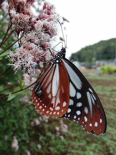 海抜２０ｍの里山でアサギマダラ観測