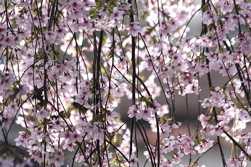 桜の簾