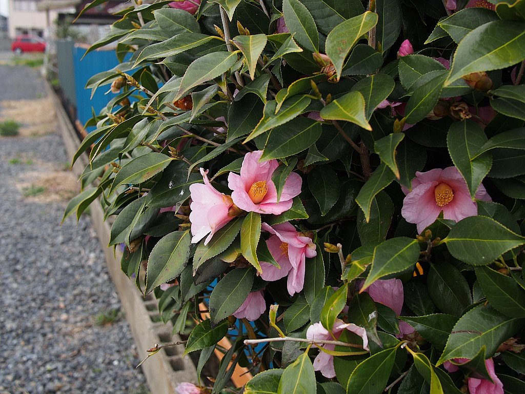 椿