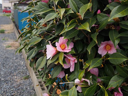 椿