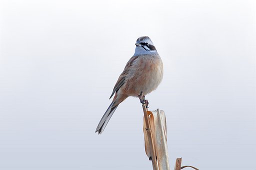 ホオジロ♂