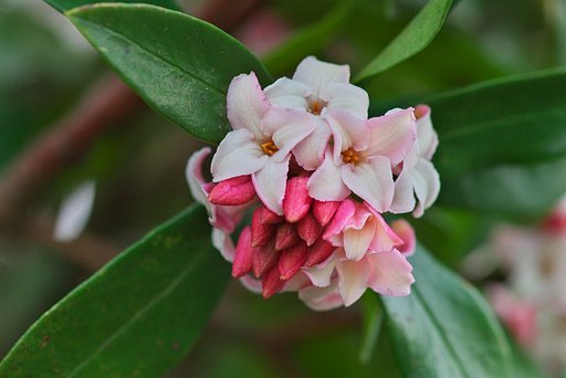 生垣に綺麗な花が・・。