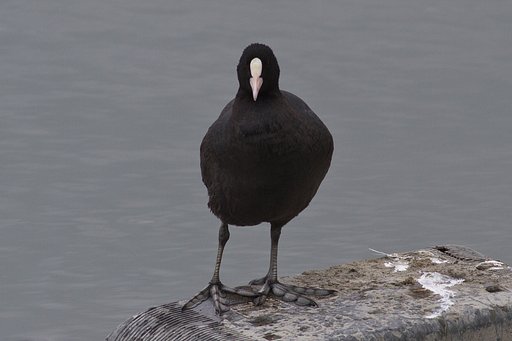 オオバンの足指
