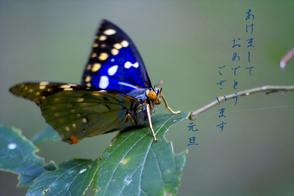 オオムラサキ