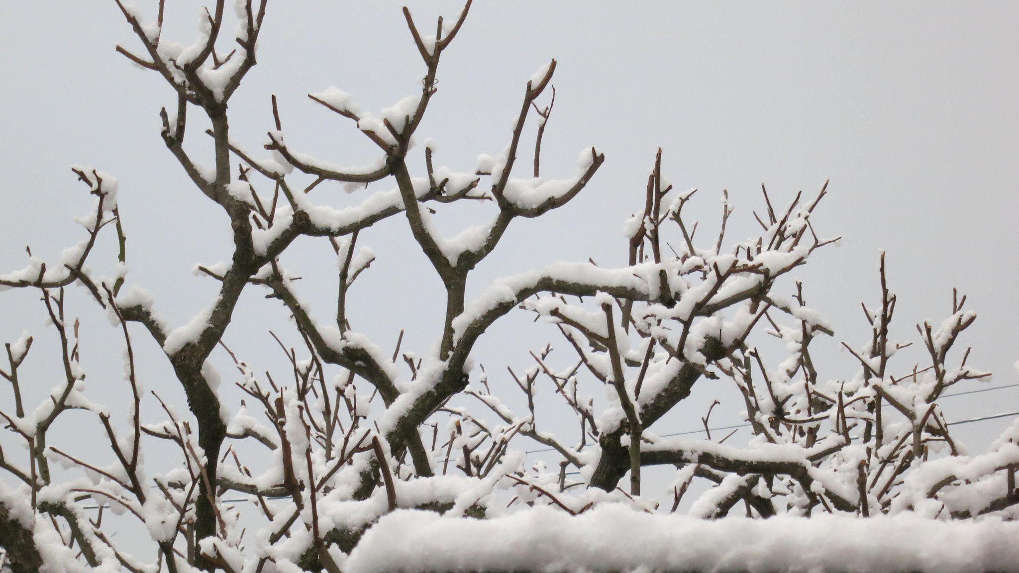 積雪