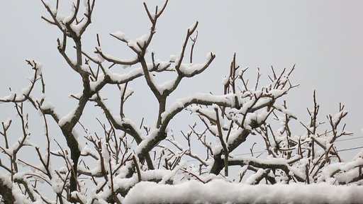 積雪