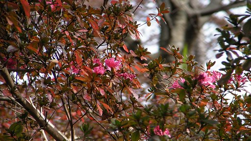 新しい年を迎えて
