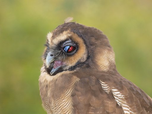 オオフクロウ