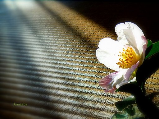 山茶花。