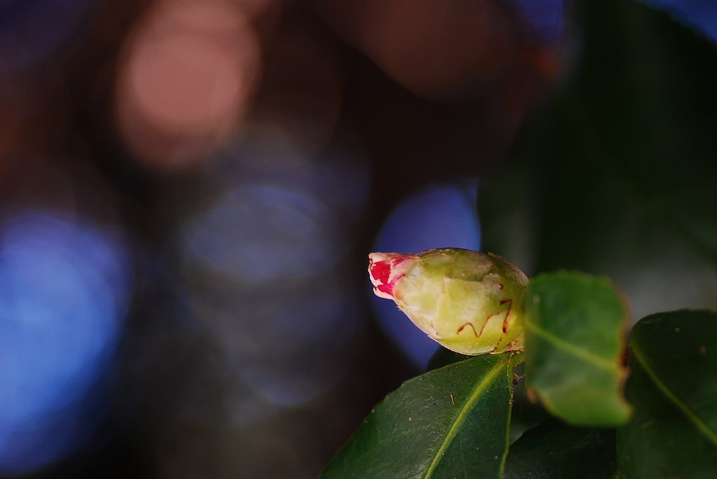 椿の蕾