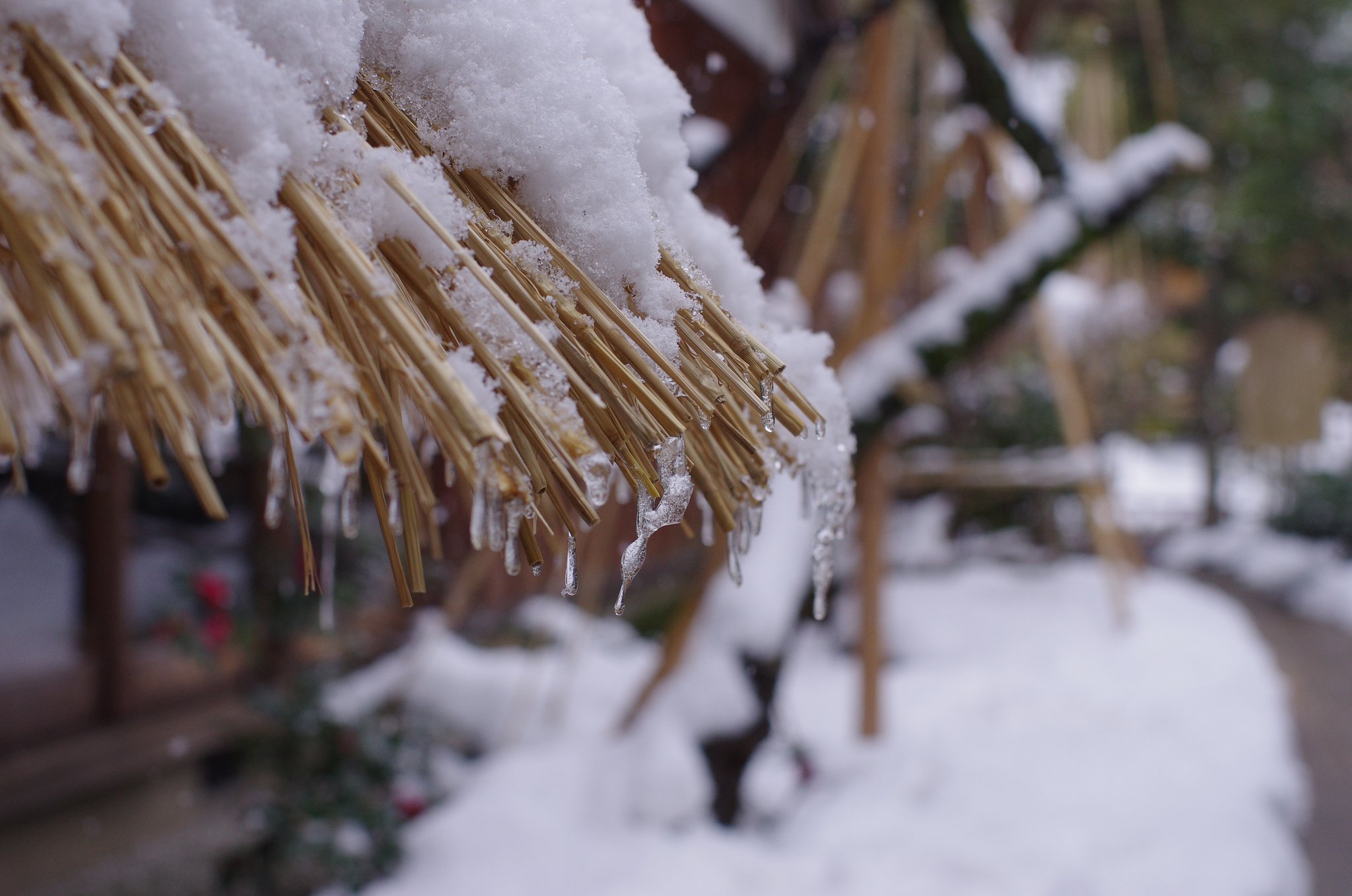 ある雪の日