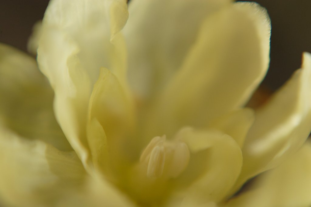 蝋梅花片