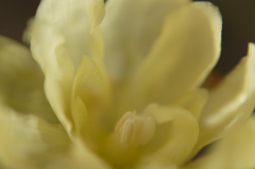 蝋梅花片