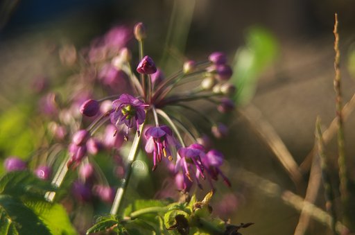 砂丘ラッキョウの花が咲き始めました。