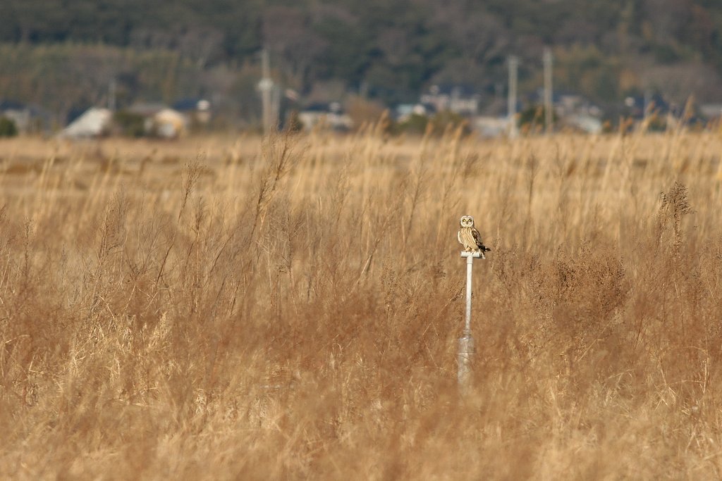 コミミのいる風景