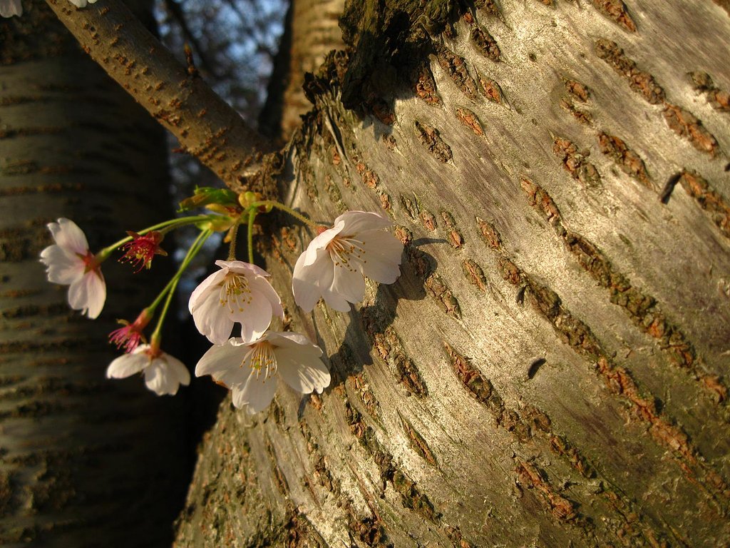 桜花に感謝