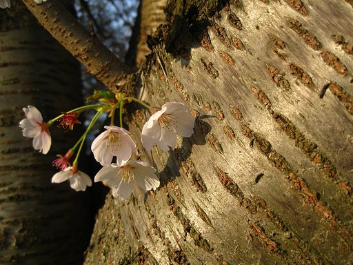 桜花に感謝