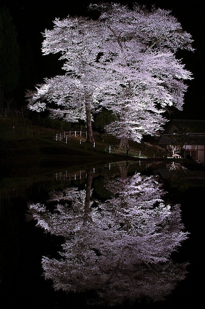 【淡彩】満開