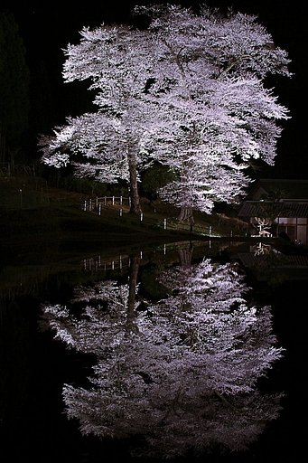 【淡彩】満開