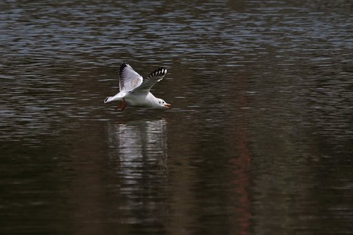 食・ユリカモメ