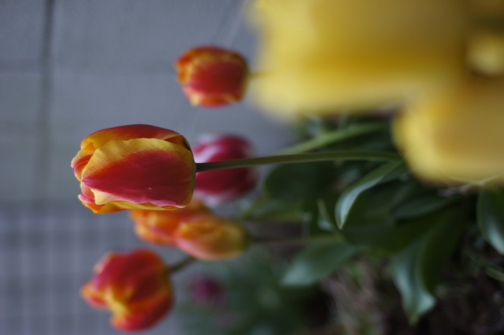 Contax 35/1.4MM by Nex5n