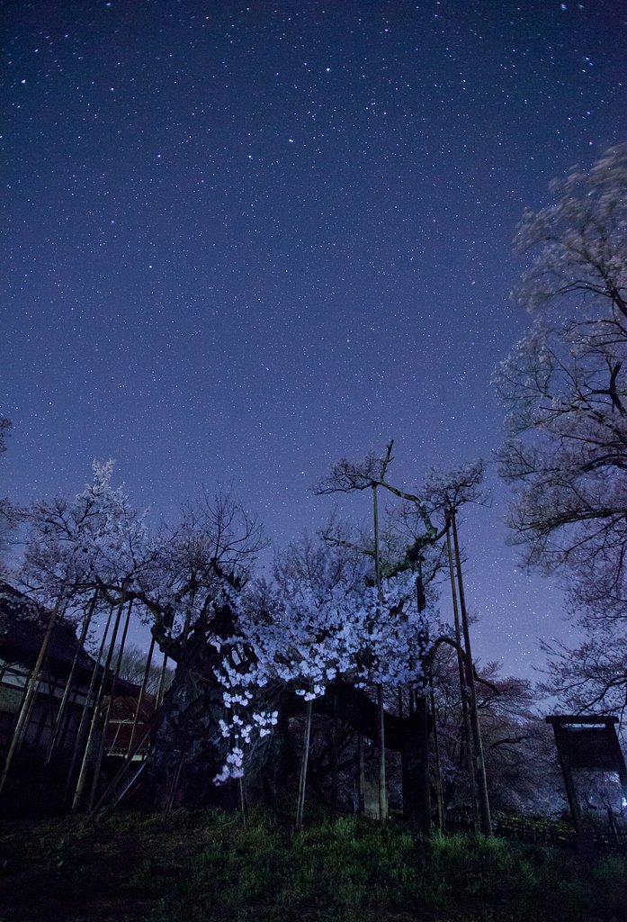星空と古木