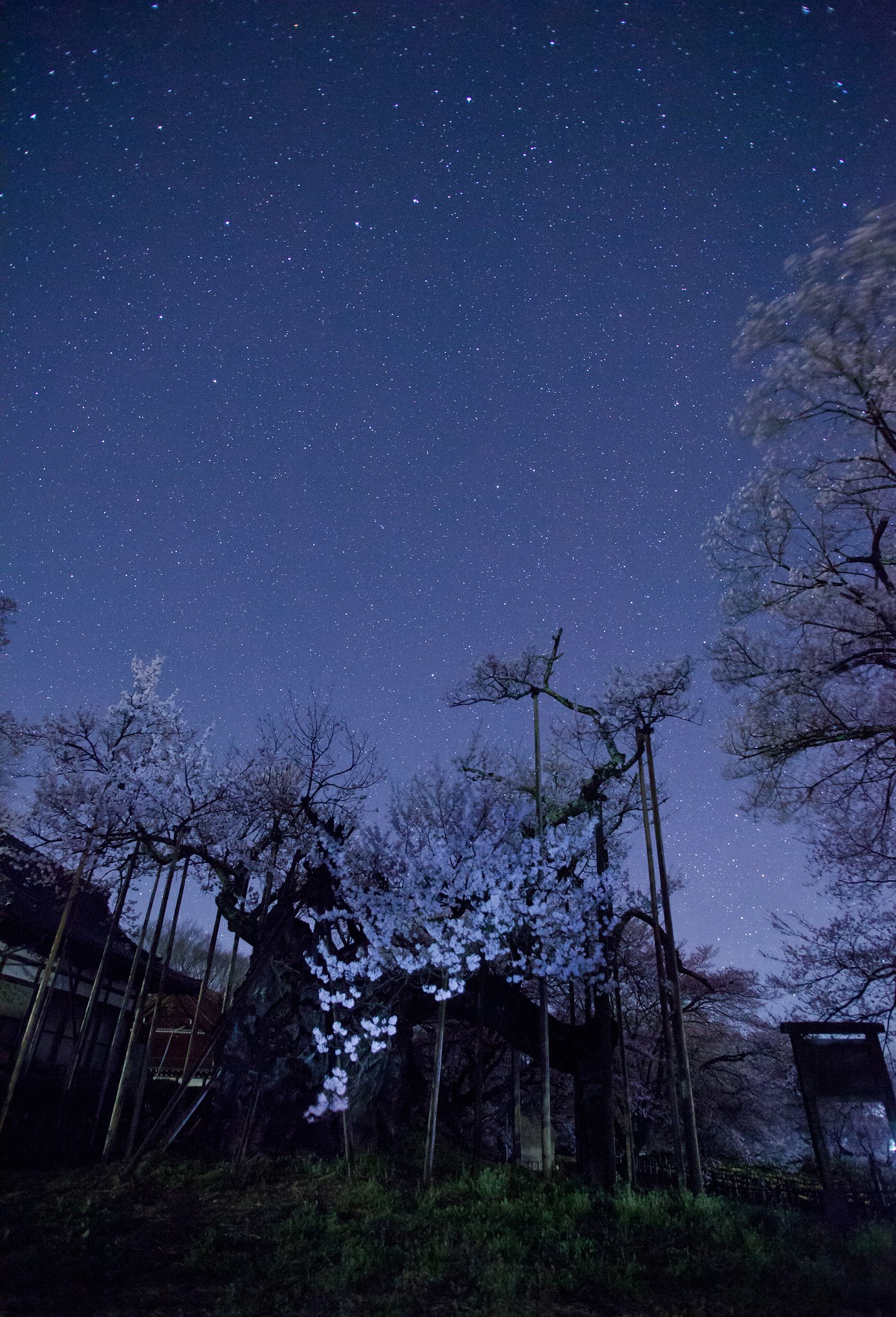 星空と古木