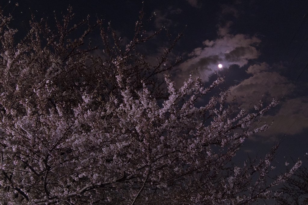 月と桜